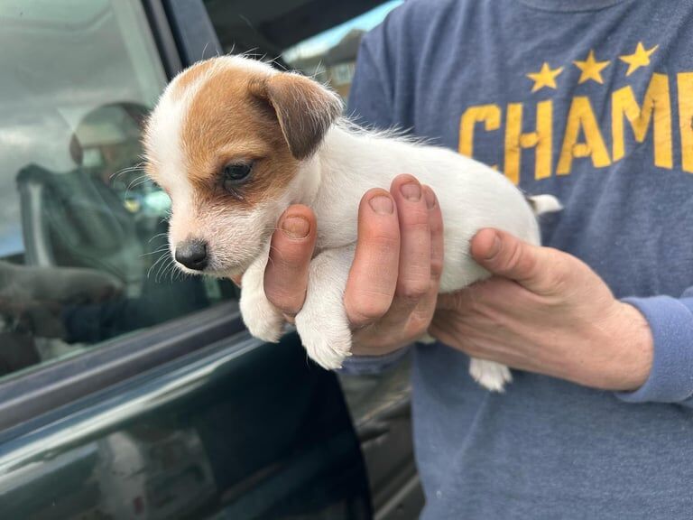 Jack Russell Terrier puppies for sale in Heybridge, Essex – 10 months old - Image 1 of 3
