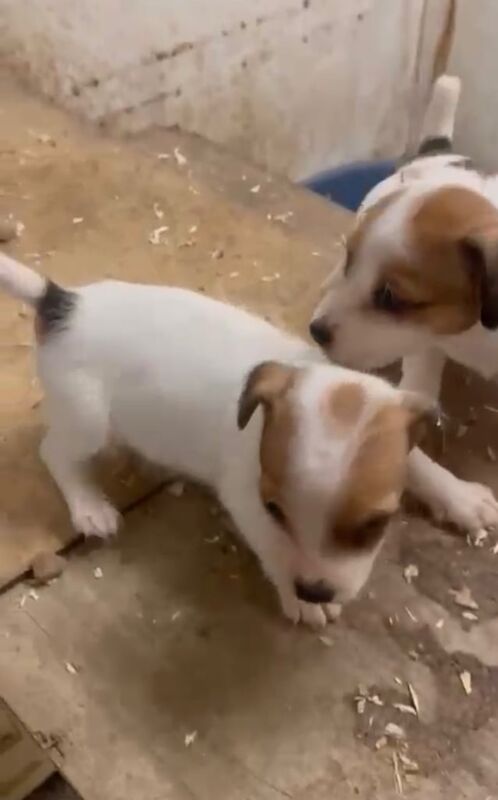 Jack Russell Terrier puppies for sale in Heybridge, Essex – 10 months old - Image 2 of 3