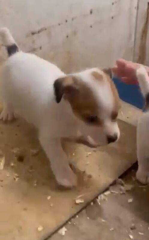 Jack Russell Terrier puppies for sale in Heybridge, Essex – 10 months old - Image 3 of 3