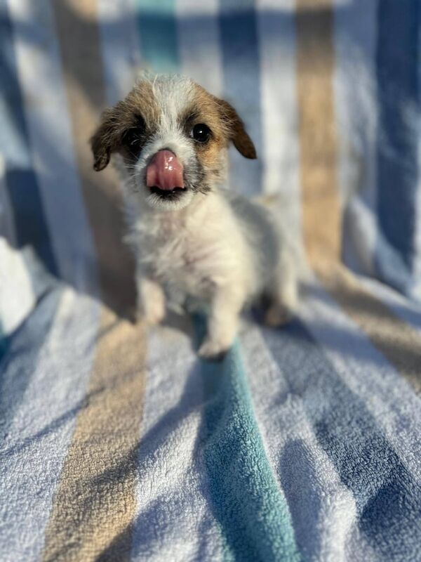 Jack Russell puppy for sale in Barking, Greater London