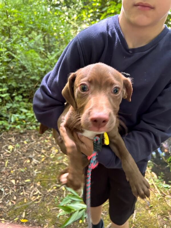 Jack Russell puppy for sale in Longbridge, West Midlands