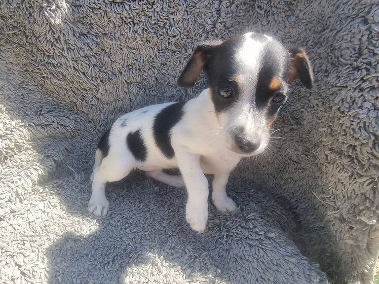 Jack Russell puppies for sale in Orpington, Greater London – 8 weeks old