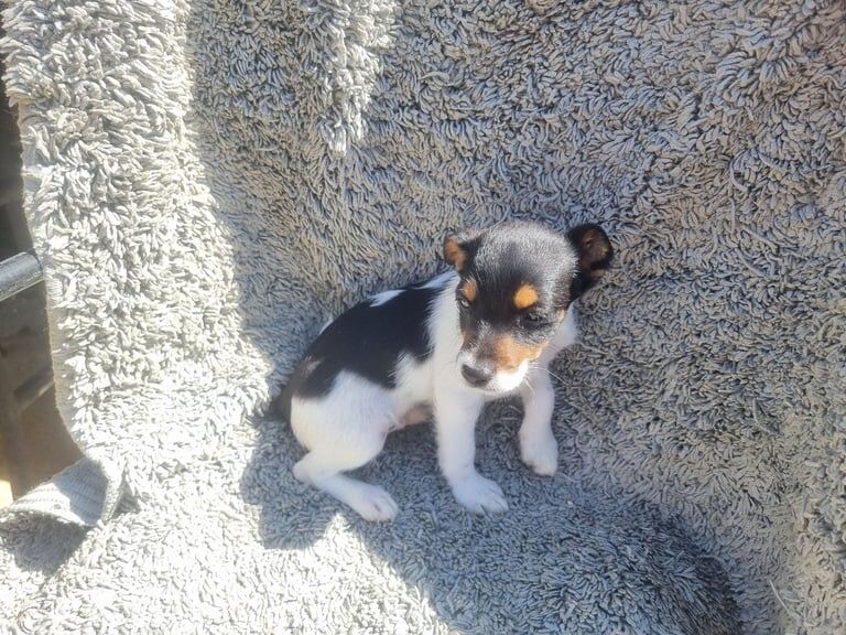 Jack Russell puppies for sale in Orpington, Greater London – 8 weeks old - Image 2 of 3