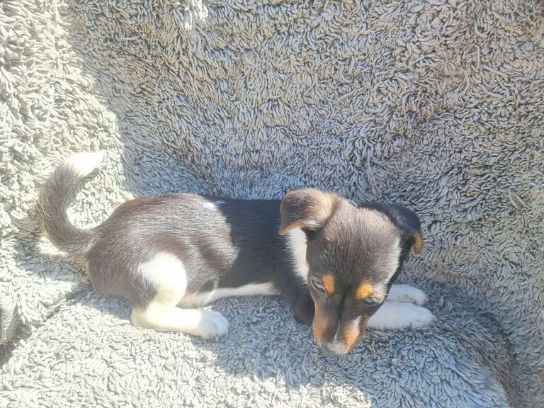 Jack Russell puppies for sale in Orpington, Greater London – 8 weeks old - Image 3 of 3