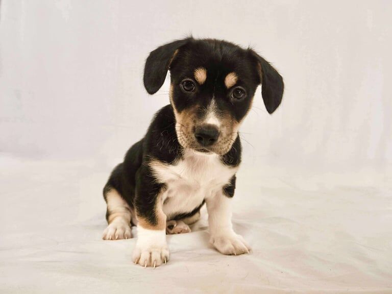 Jack Russell puppies for sale in Wolverhampton, West Midlands – 9 weeks old