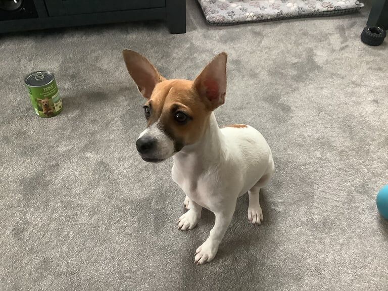 Jack Russell puppies for sale in Southsea, Hampshire – 5 months old