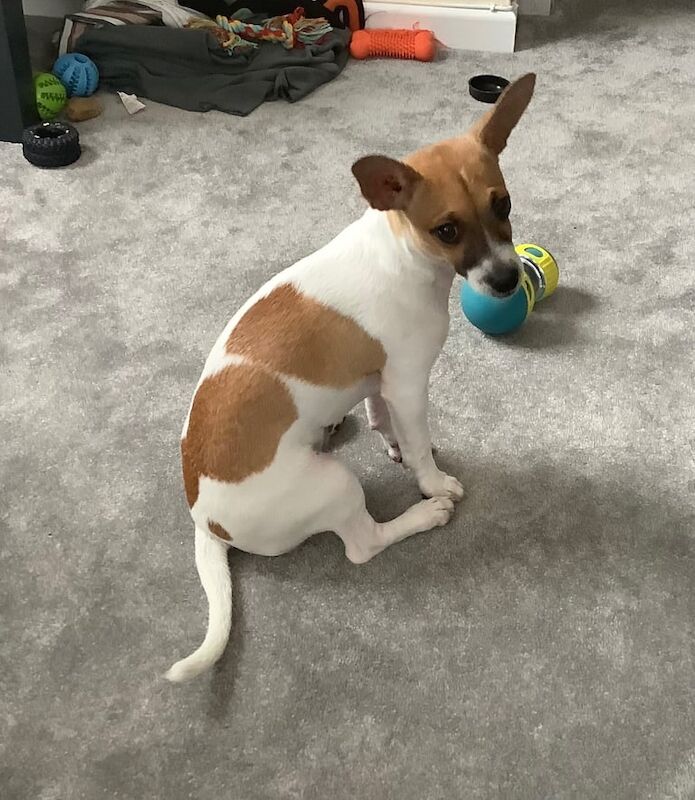Jack Russell puppies for sale in Southsea, Hampshire – 5 months old - Image 2 of 3