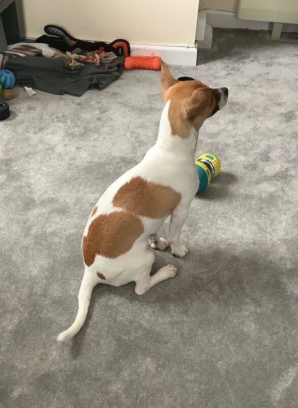 Jack Russell puppies for sale in Southsea, Hampshire – 5 months old - Image 3 of 3