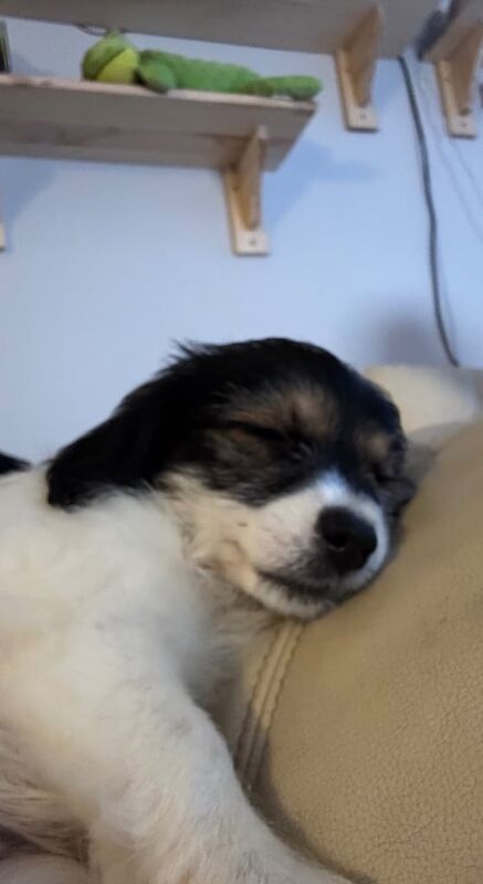 Jack Russell puppies for sale in Gosport, Hampshire – 11 weeks old - Image 2 of 3