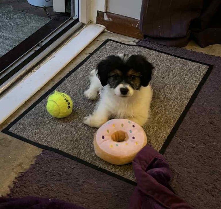 Jack Russell puppies for sale in Gosport, Hampshire – 11 weeks old - Image 3 of 3