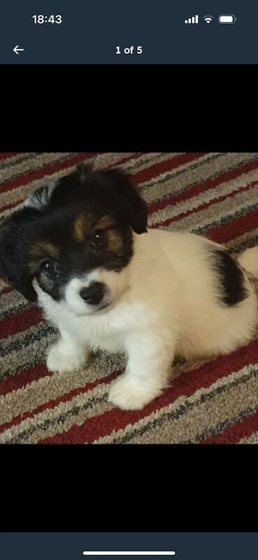 Jack Russell puppies for sale in Gosport, Hampshire – 11 weeks old