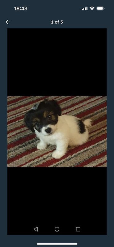 Jack Russell puppies for sale in Gosport, Hampshire – 11 weeks old - Image 2 of 3
