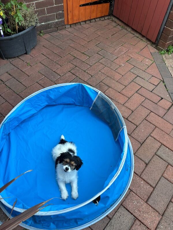 Jack Russell puppies for sale in Gosport, Hampshire – 11 weeks old - Image 3 of 3