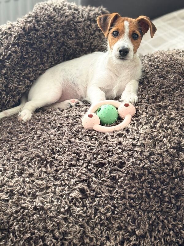 Jack Russell Terrier puppies for sale in Hendon, Greater London – 4 months old