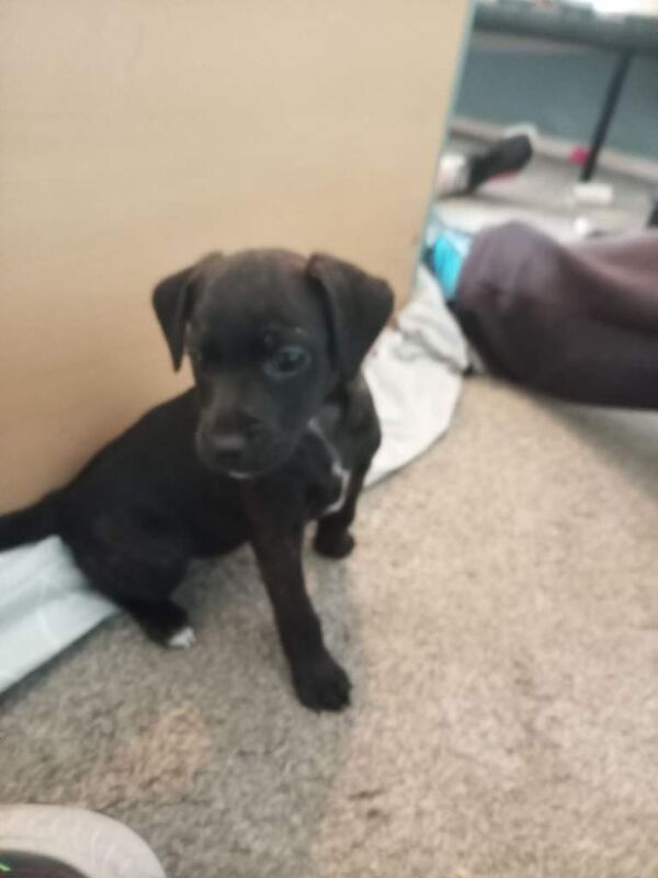 Jack Russell Puppies For Sale