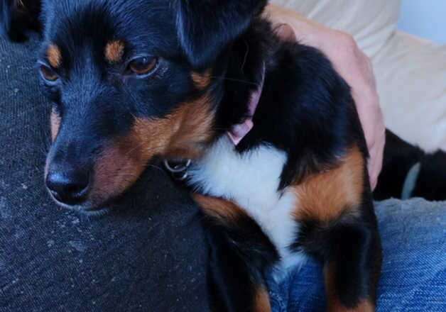 Jack Russell Terrier puppies for sale in Scarborough, North Yorkshire – 1 year old - Image 1 of 2