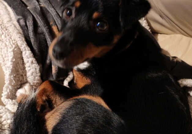 Jack Russell Terrier puppies for sale in Scarborough, North Yorkshire – 1 year old - Image 2 of 2