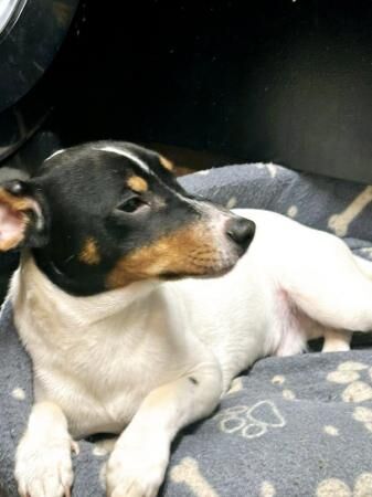 Jack Russell puppy for sale in Basildon, Essex