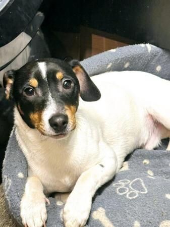 Jack Russell puppy for sale in Basildon, Essex - Image 2