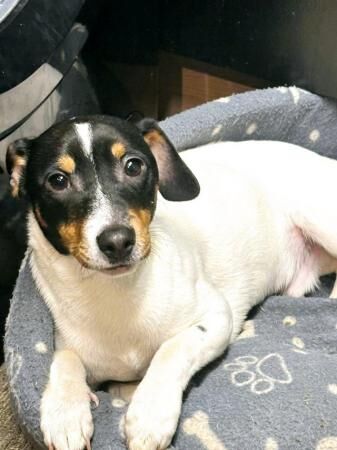 Jack Russell Terrier puppies for sale in Basildon, Essex – 2 years old - Image 2 of 5