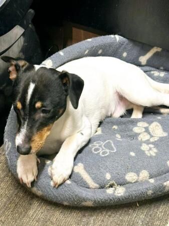 Jack Russell Terrier puppies for sale in Basildon, Essex – 2 years old - Image 5 of 5