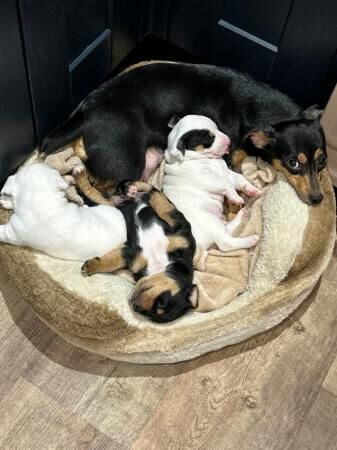 Jack Russell puppy for sale in Chesterfield, Derbyshire - Image 3