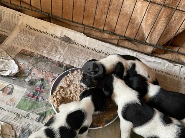 Jack Russell Terrier puppies for sale in Chipping Norton, Oxfordshire – 1 year old - Image 3 of 5