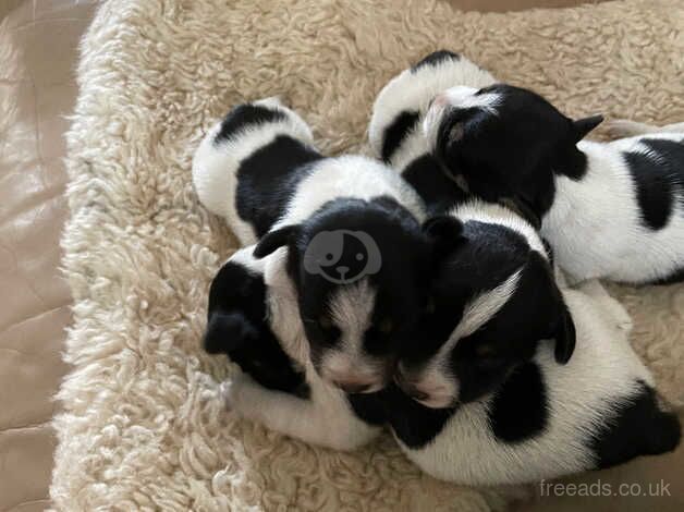 Jack Russell Terrier puppies for sale in Chipping Norton, Oxfordshire – 1 year old - Image 4 of 5