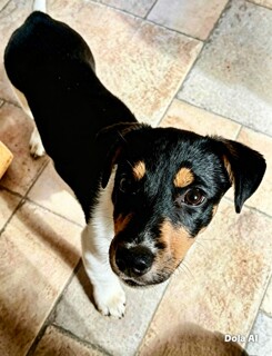 Jack Russell Terrier Dogs And Puppies For Adoption