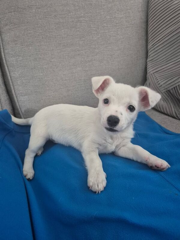 Jack Russell puppies for sale in Belfast, County Antrim – 11 weeks old