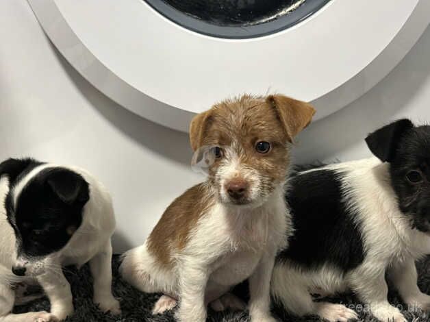 Jack Russell Terrier puppies for sale in Kingston Upon Thames, Kingston upon Thames, Greate – 1 year old - Image 1 of 5