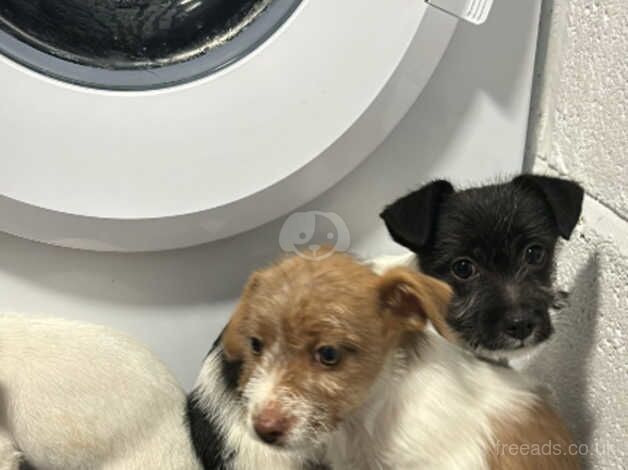 Jack Russell Terrier puppies for sale in Kingston Upon Thames, Kingston upon Thames, Greate – 1 year old - Image 2 of 5