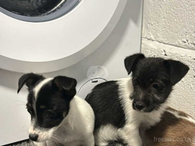Jack Russell Terrier puppies for sale in Kingston Upon Thames, Kingston upon Thames, Greate – 1 year old - Image 3 of 5