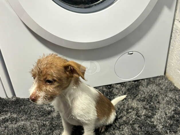 Jack Russell Terrier puppies for sale in Kingston Upon Thames, Kingston upon Thames, Greate – 1 year old - Image 4 of 5