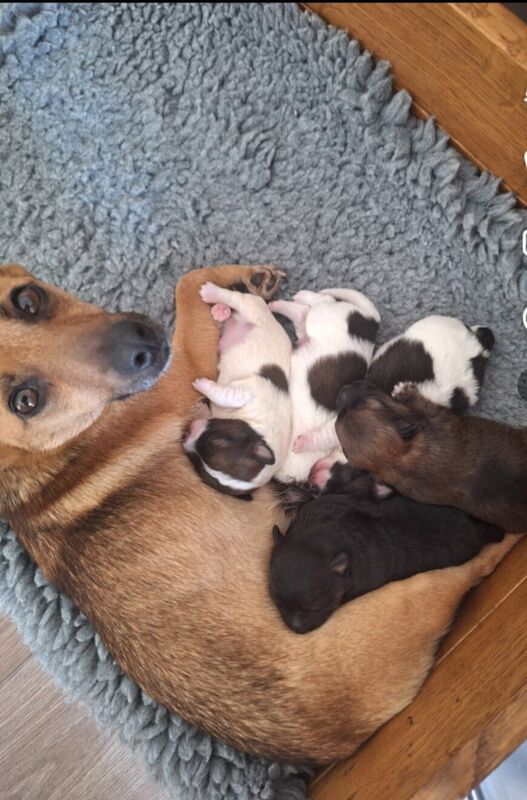 Jack Russell Terrier puppies for sale in Matfield, Kent – 9 months old - Image 2 of 3