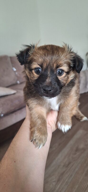 Jack Russell Terrier puppies for sale in Matfield, Kent – 9 months old - Image 3 of 3