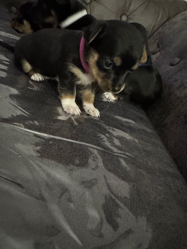 Jack Russell puppy's for sale in Newcastle, County Down