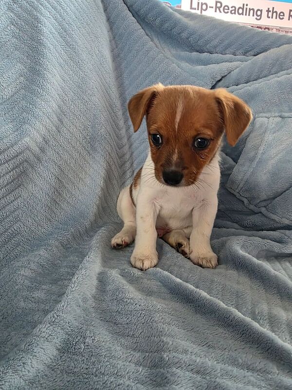 Jack Russell puppies for sale in Kelty, Fife – 8 weeks old