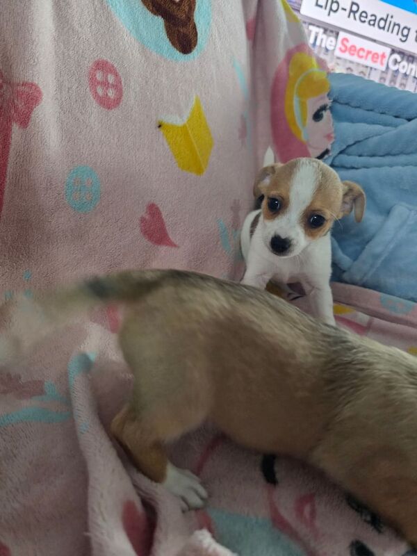 Jack Russell puppies for sale in Kelty, Fife – 8 weeks old - Image 2 of 3