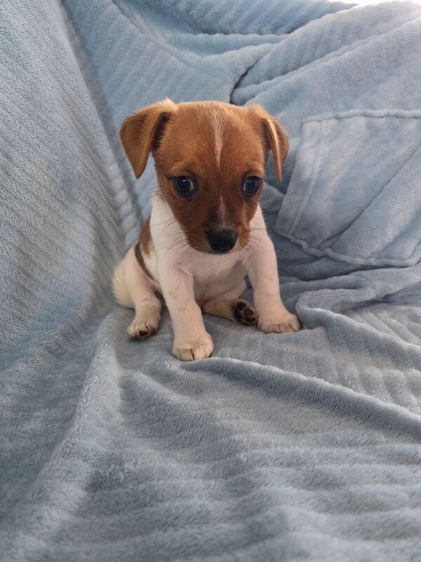 Jack Russell puppies for sale in Kelty, Fife – 8 weeks old - Image 3 of 3