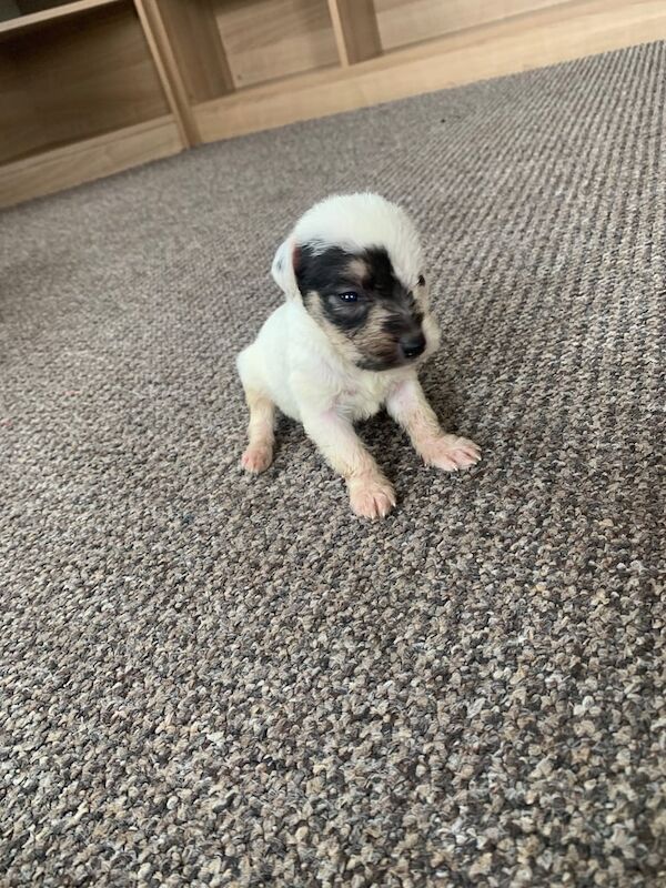 Jack Russell Terrier puppies for sale in Cardiff / Caerdydd, South Glamorgan – 5 weeks old