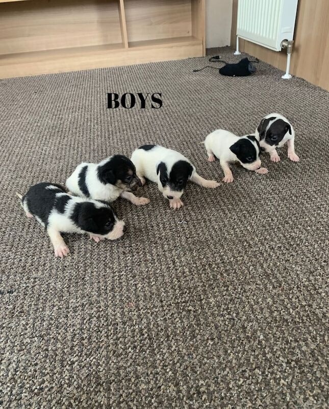 Jack Russell Terrier puppies for sale in Cardiff / Caerdydd, South Glamorgan – 5 weeks old - Image 2 of 6
