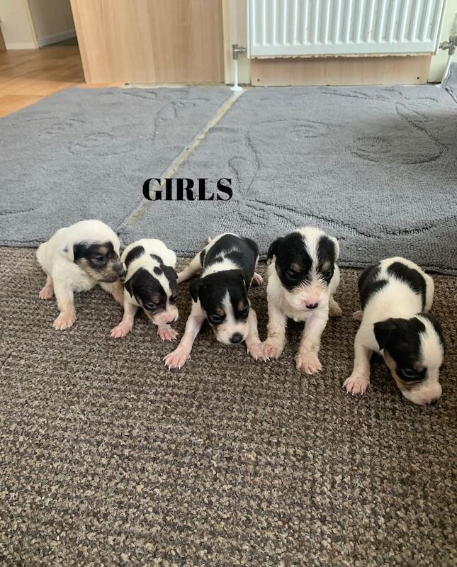 Jack Russell Terrier puppies for sale in Cardiff / Caerdydd, South Glamorgan – 5 weeks old - Image 3 of 6