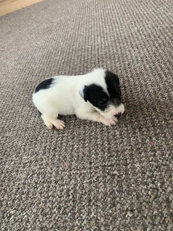 Jack Russell Terrier puppies for sale in Cardiff / Caerdydd, South Glamorgan – 5 weeks old - Image 4 of 6