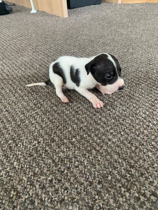 Jack Russell Terrier puppies for sale in Cardiff / Caerdydd, South Glamorgan – 5 weeks old - Image 6 of 6
