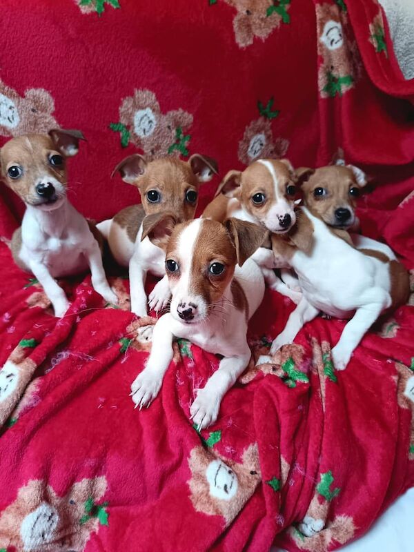 Jack Russell Terrier puppies for sale in Coventry, West Midlands – 9 weeks old
