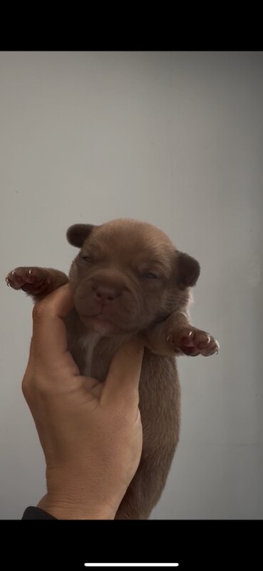 Jack Russell Terrier puppies for sale in Writtle, Essex – 7 weeks old - Image 2 of 4