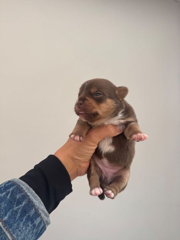 Jack Russell Terrier puppies for sale in Writtle, Essex – 7 weeks old - Image 3 of 4