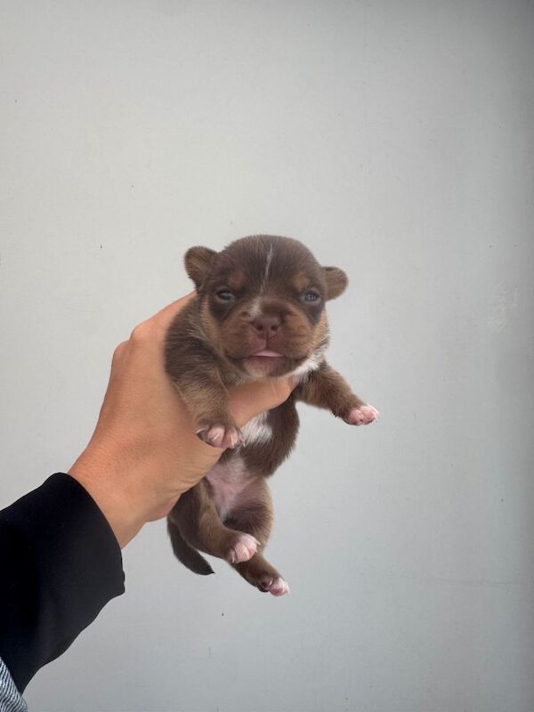 Jack Russell Terrier puppies for sale in Writtle, Essex – 7 weeks old - Image 4 of 4