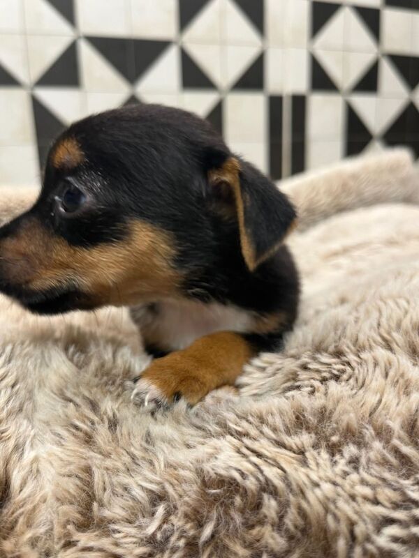 Jack Russell Terrier puppies for sale in Southampton, Hampshire – 7 weeks old